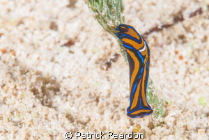 Helmet head nudibranch.  3 to 4 mm in length.  Nikon 105 ... by Patrick Reardon 
